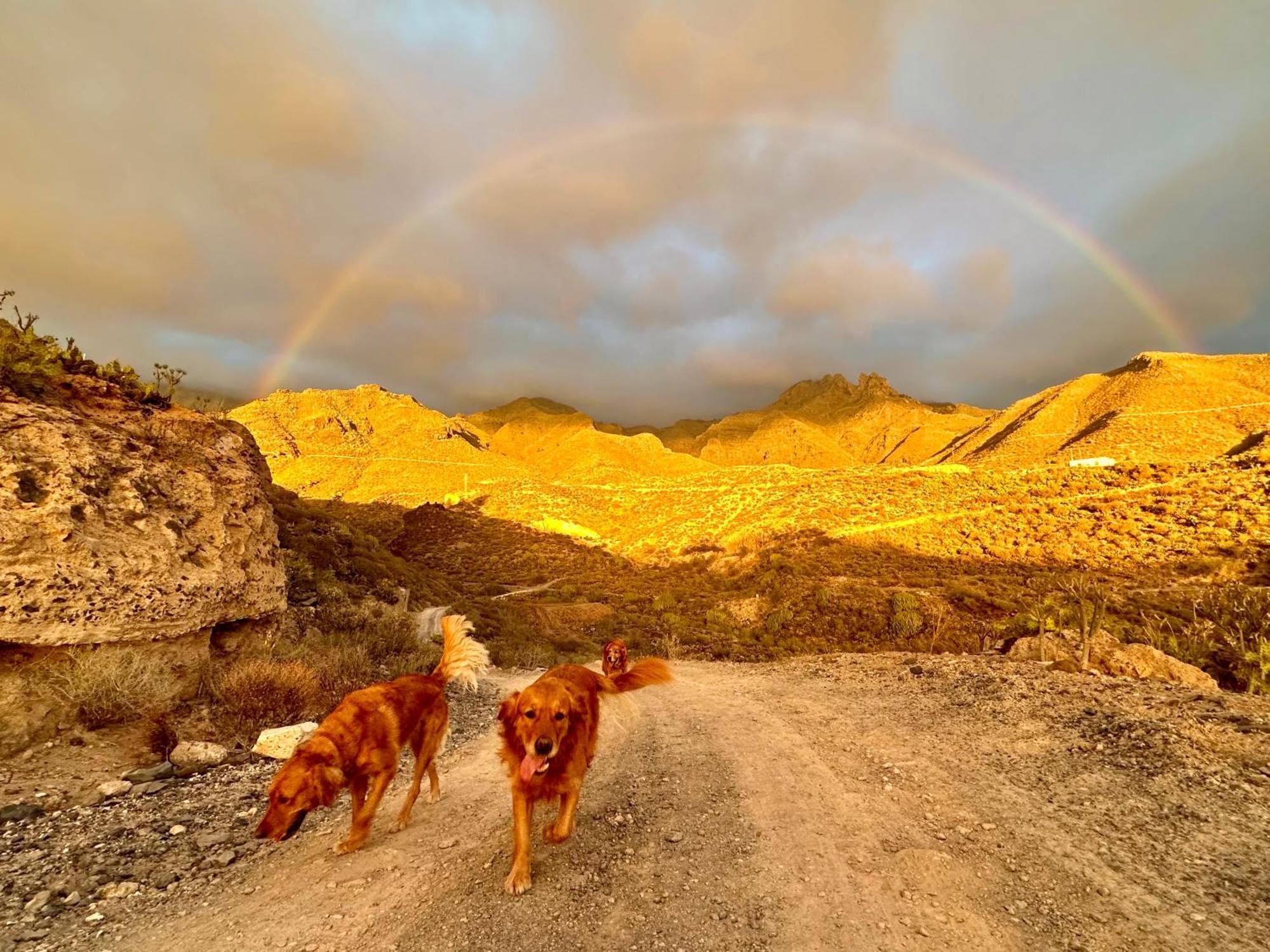 Tenerife Holidays Costa Adeje Dış mekan fotoğraf
